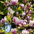 Fotografie: Magnoliaceae - Blütenpracht im Frühling
