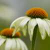 Fotografie: Margerite in voller Sommerblüte