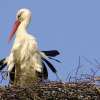 Fotografie: Scharfe Blicke ein Storch beim Nestbau