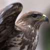 Fotografie: Bussard in Budapest auf der Fischerbastei 