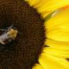 Fotografie: Schwerstarbeit einer Biene