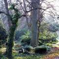 Fotografie: Verwildernder Friedhof in Stralsund