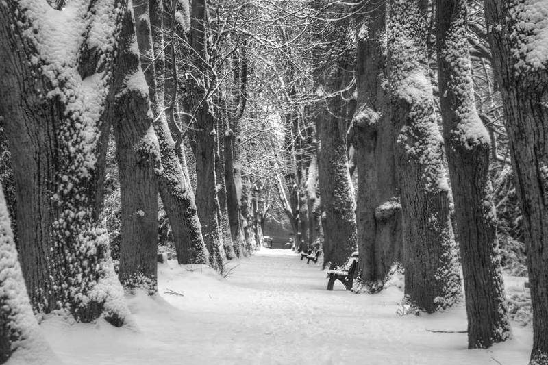 Winter - Allee auf einem ehemaligen Friedhof in Stralsund