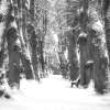 Fotografie: Winter - Allee auf einem ehemaligen Friedhof in Stralsund